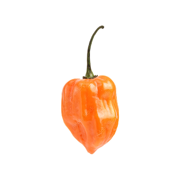 Orange pepper with a green stem on a white background